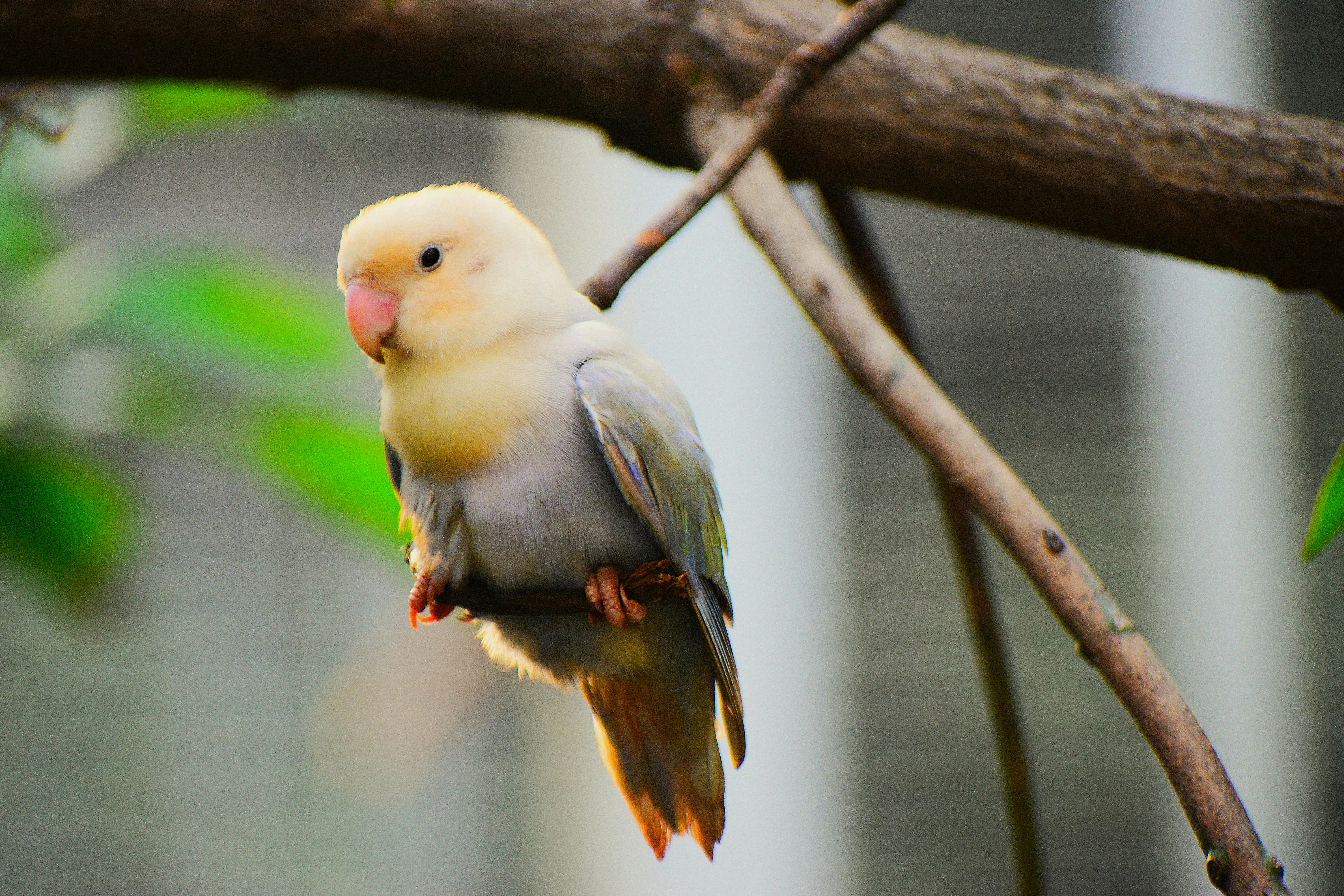 Effective Methods for Caring for Your Pink Parrot in 2025