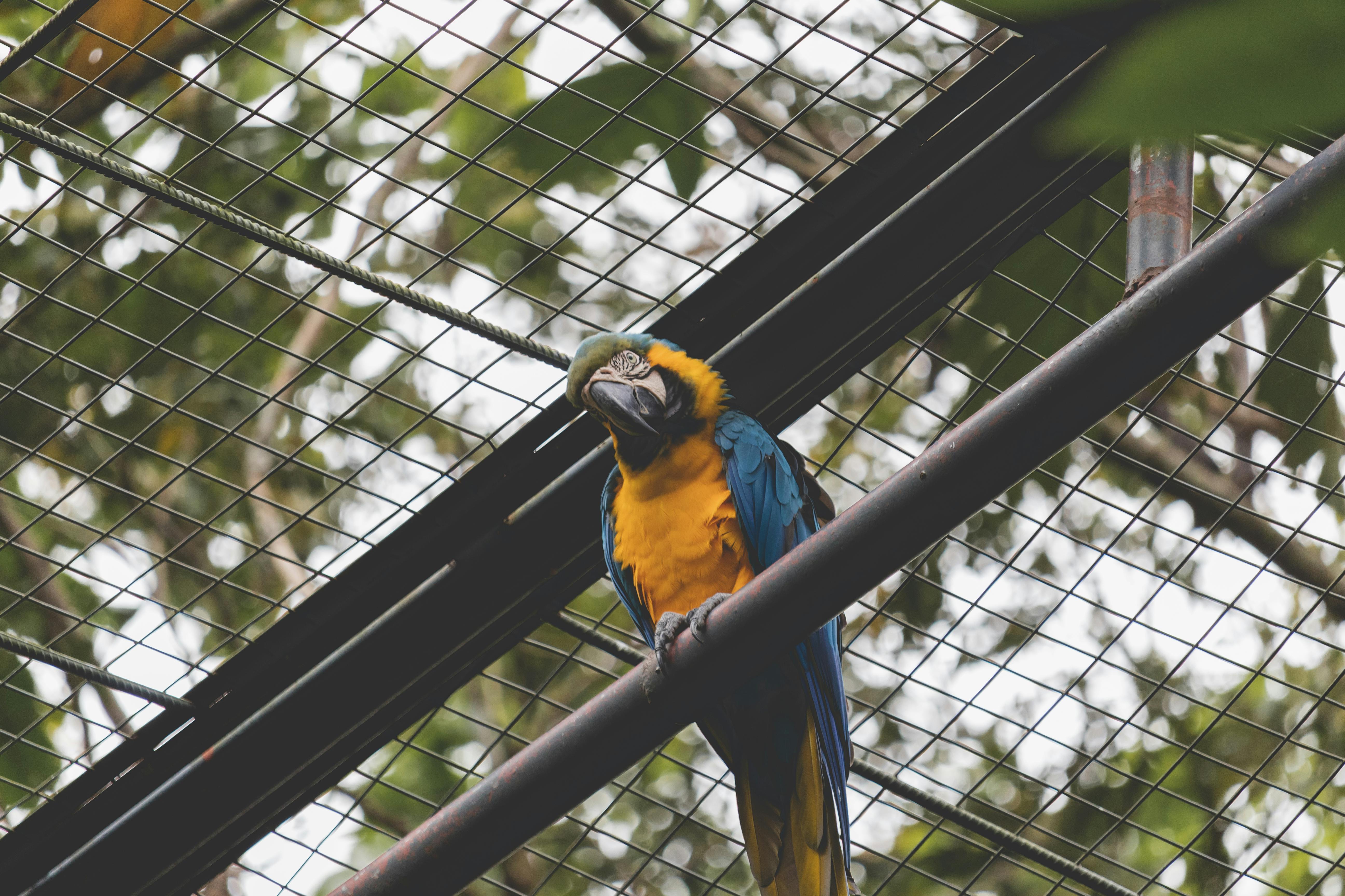 Purple Parrot in Nature