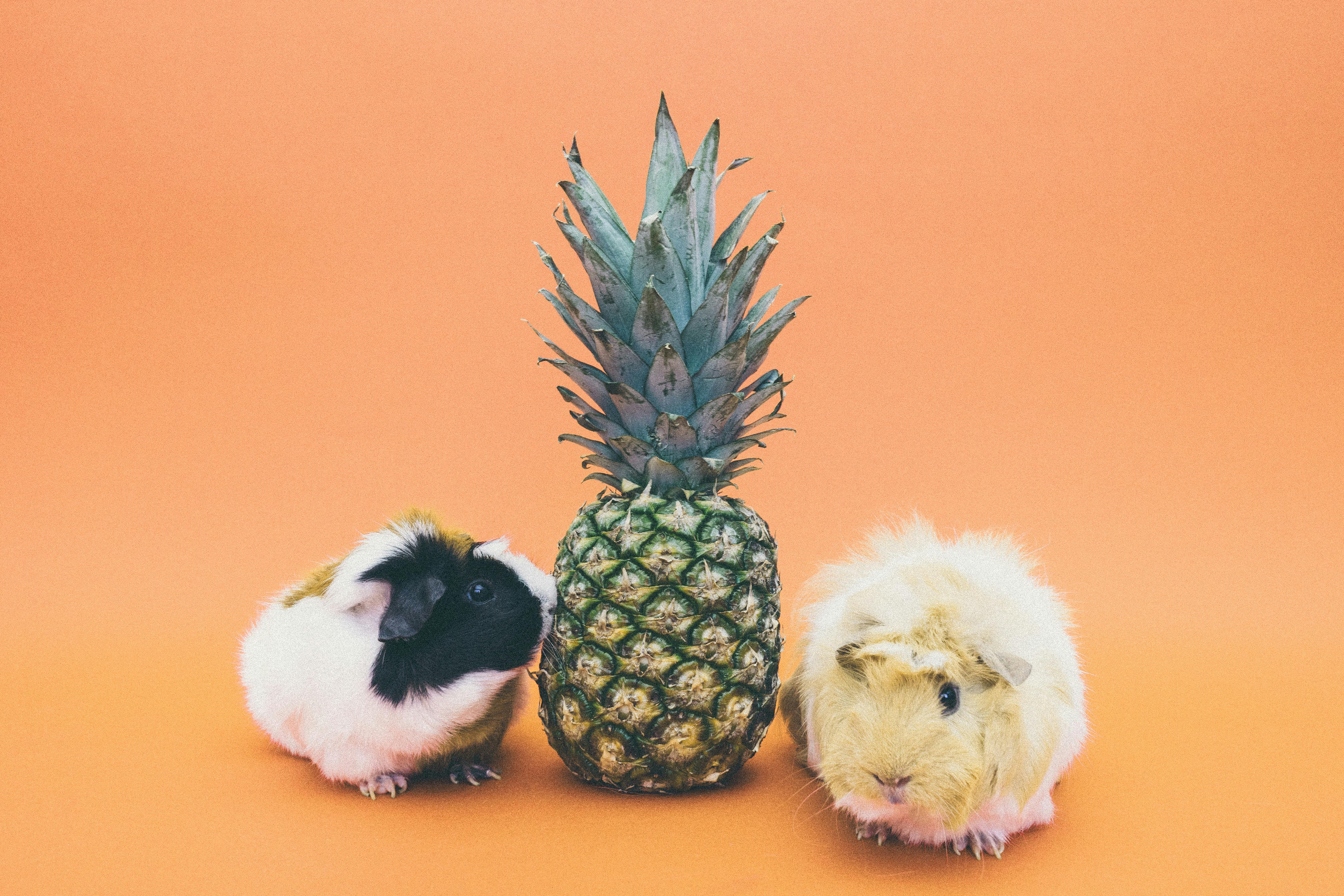 Best 3 Innovative Ways to Train Your Pirate Parrot in 2025