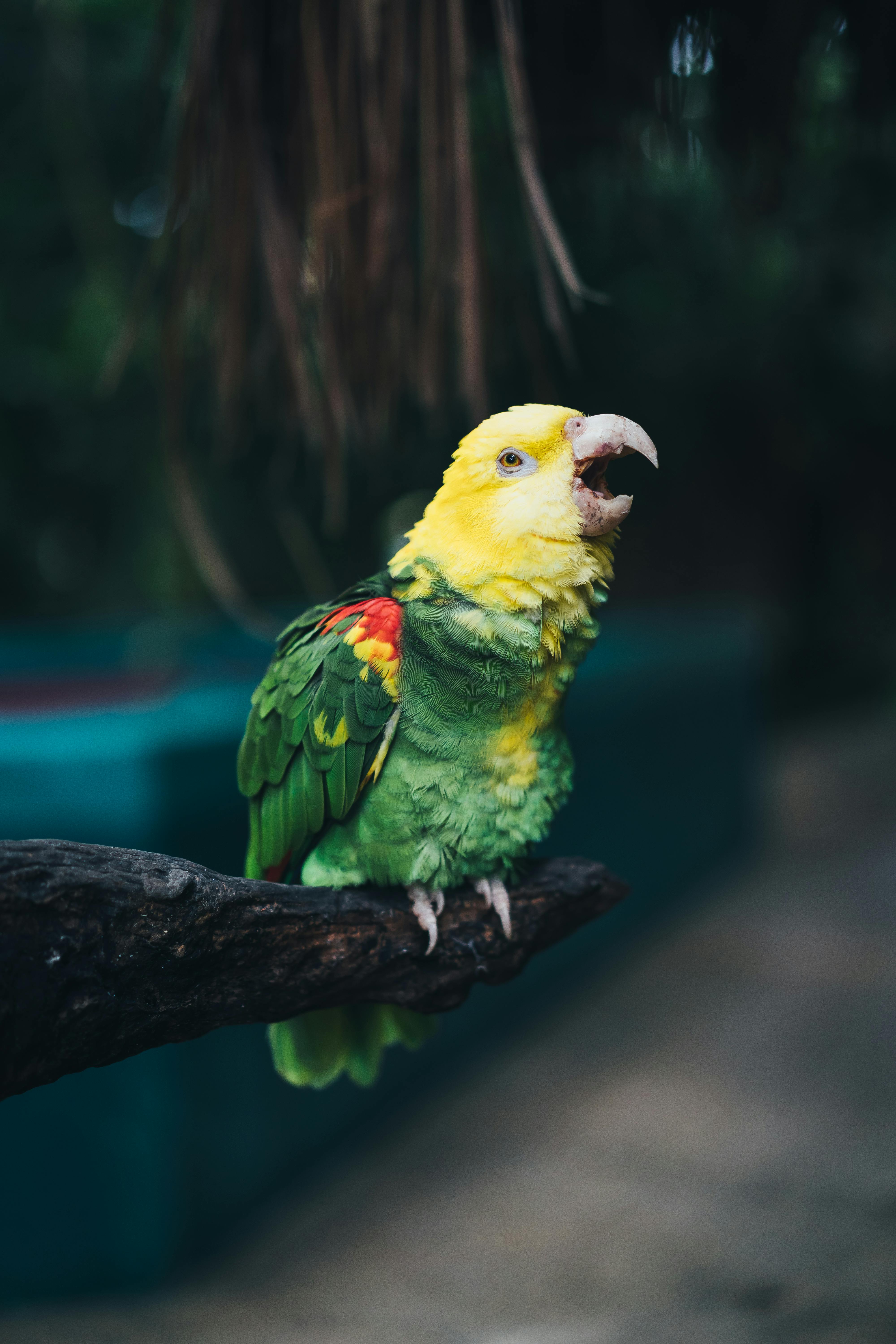 Parrot Snake Image 1