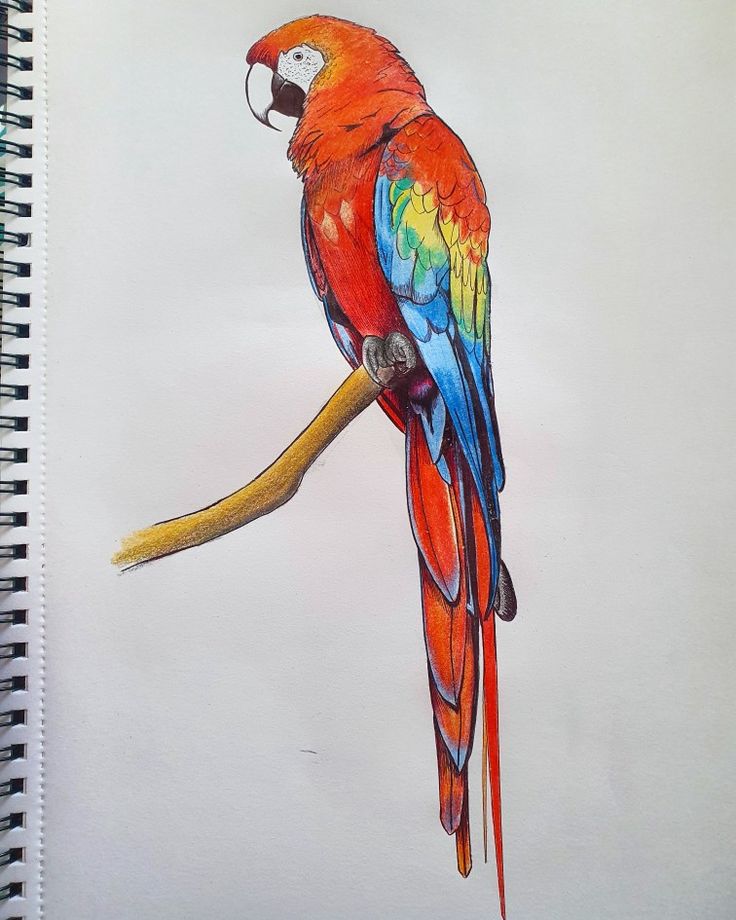 Detailed Parrot Anatomy Drawing