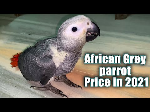 African Grey Parrot Price Comparison