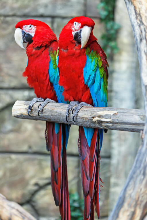 Beautiful Red Parrot