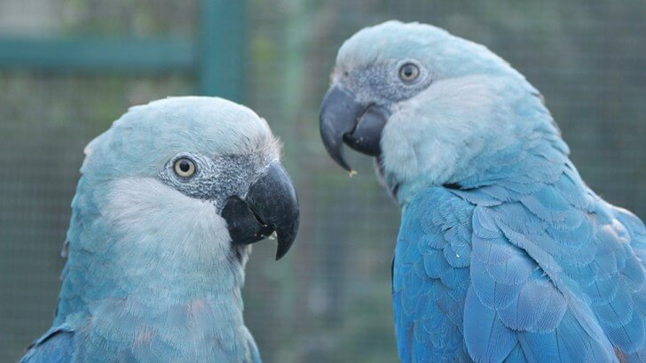 Blue Parrot SGI