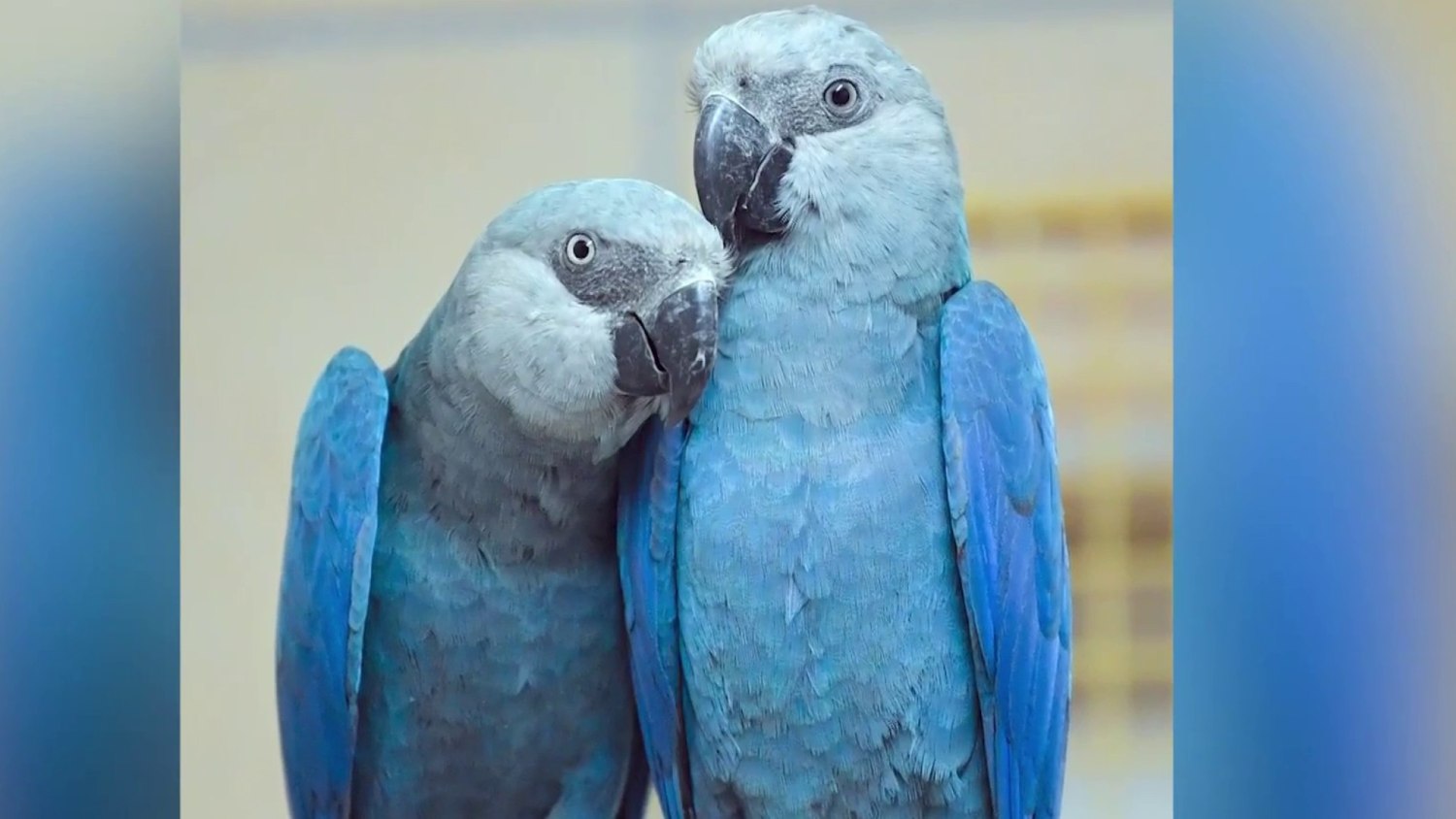 Blue Parrot Care