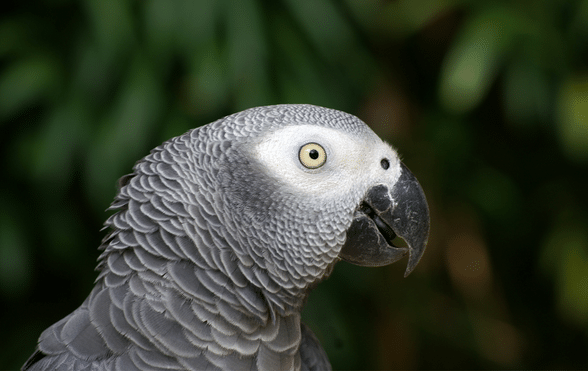 Colorful Parrot Names