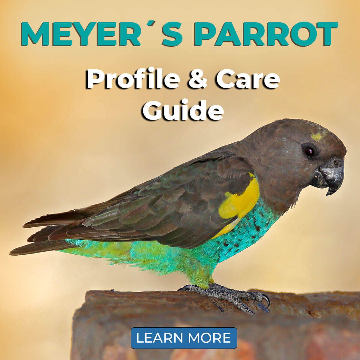 Meyers Parrot in Habitat