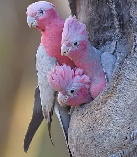 Pink Parrot