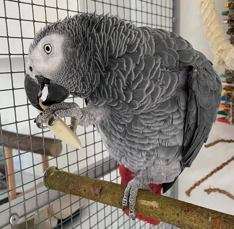 African Grey Parrot for Sale