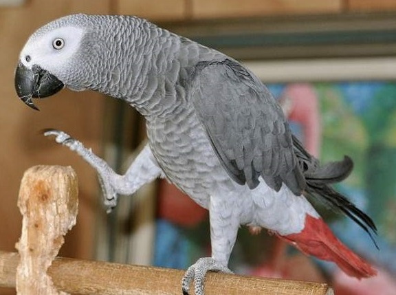 Another African Grey Parrot for Sale