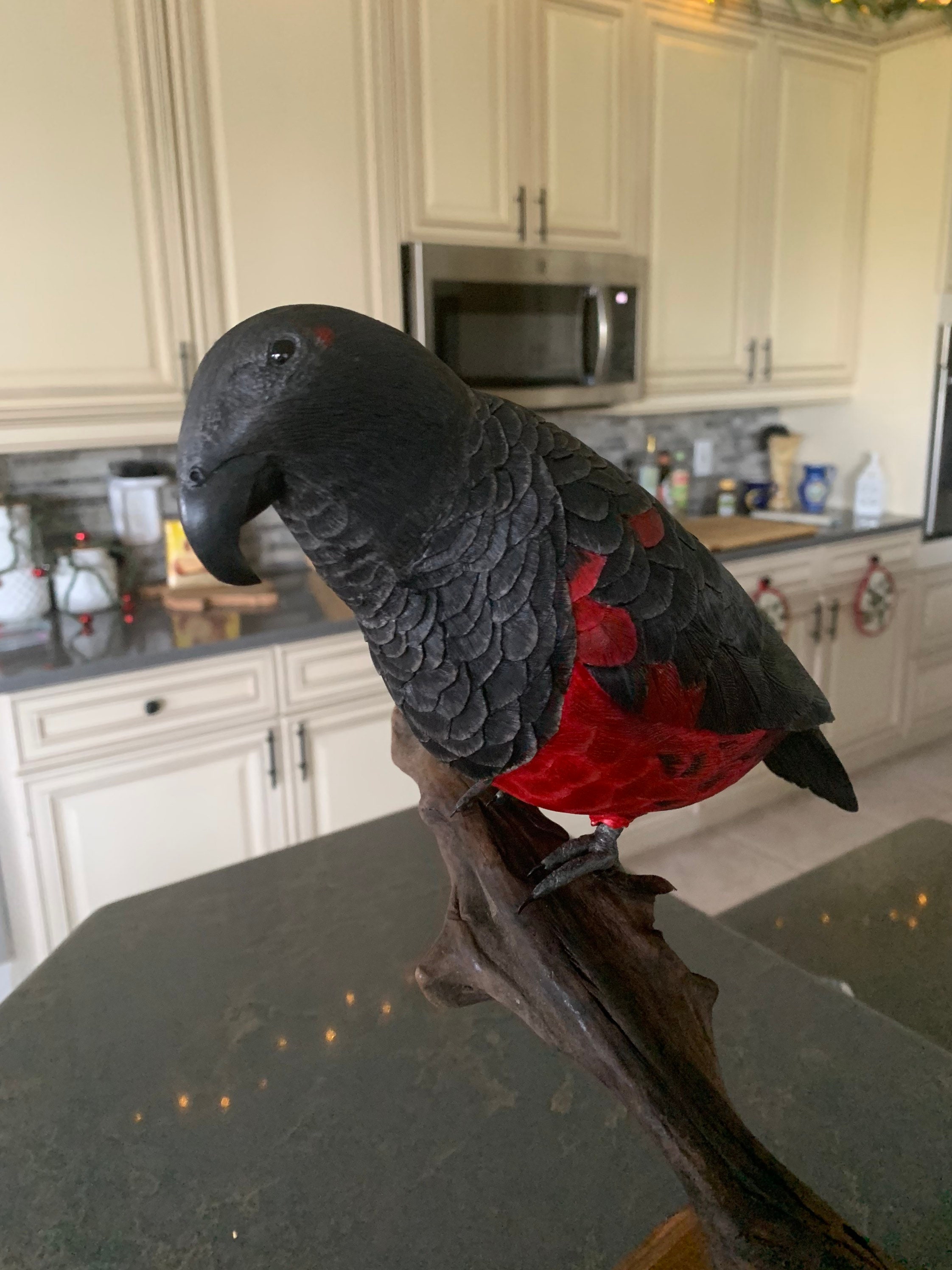 Dracula Parrot for Sale