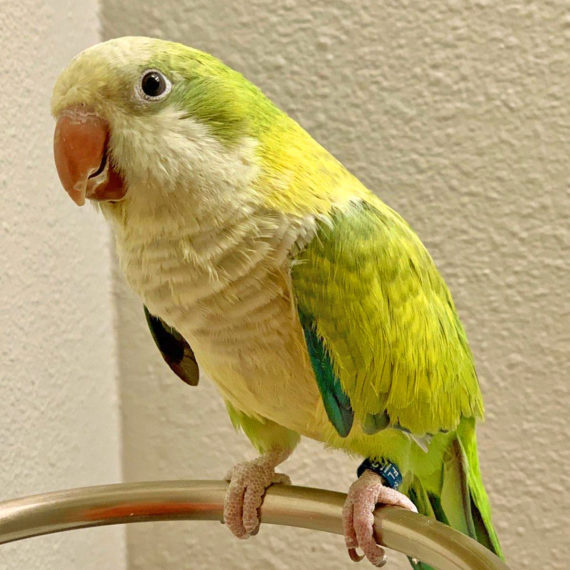 Quaker Parrot Pricing