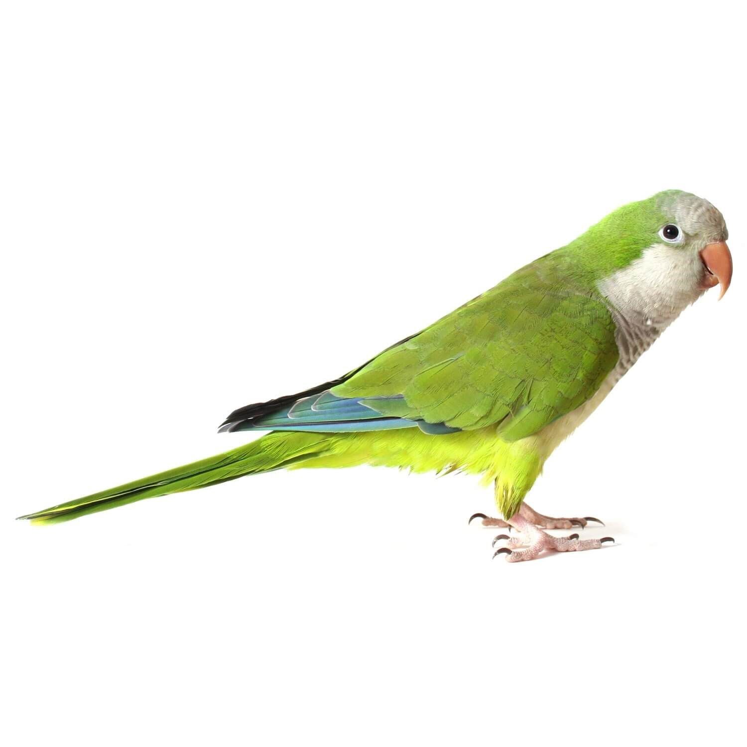 Buying a Quaker Parrot