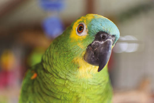 Amazon Parrot