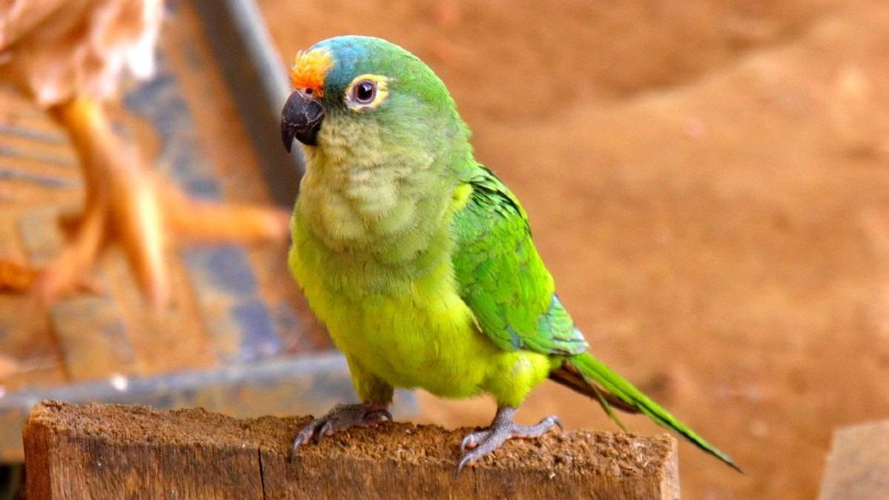 Colorful Parrot