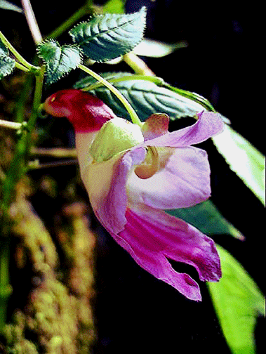 Parrot Flower GIF