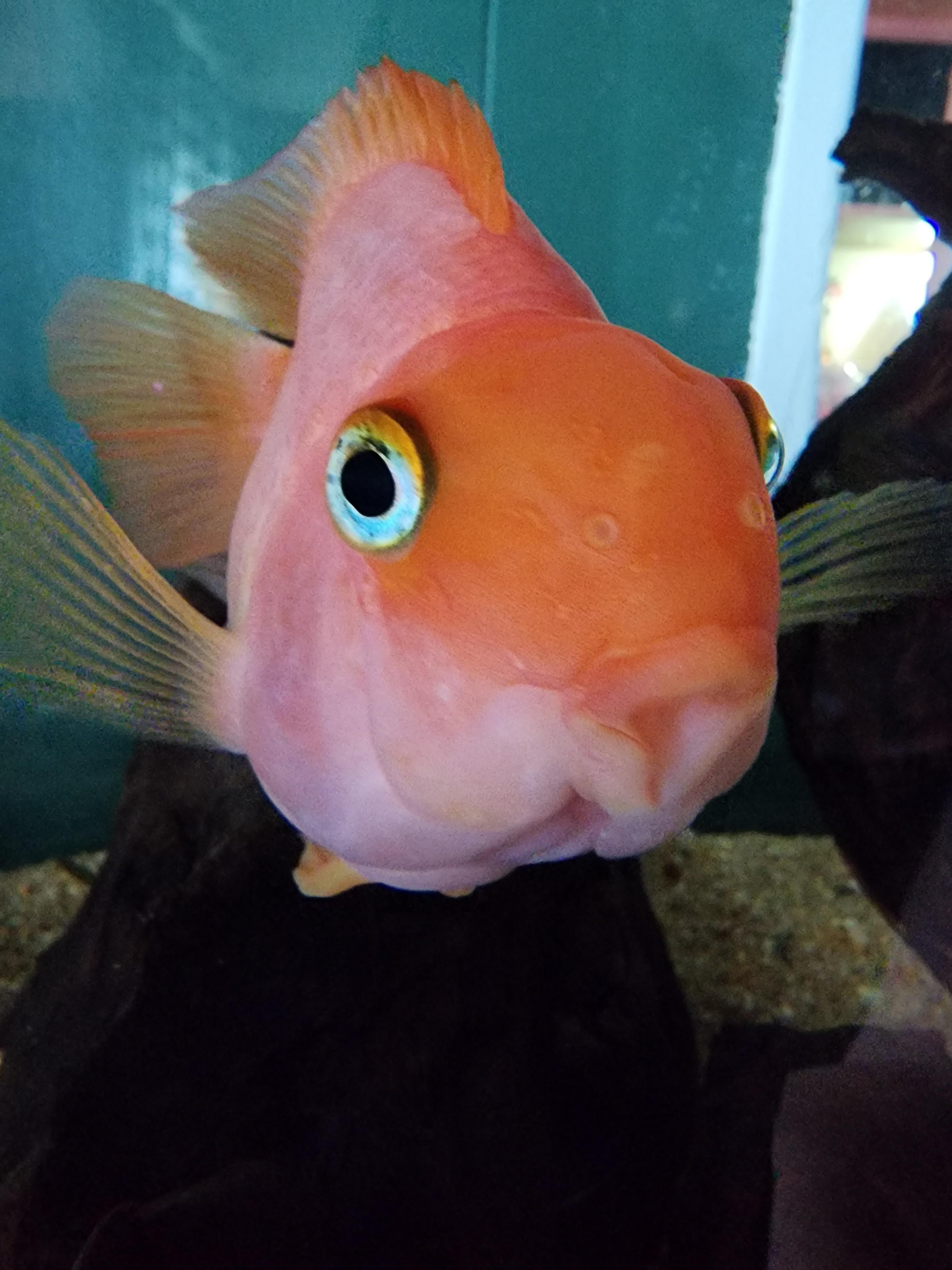 Blood Red Parrot Cichlid 1