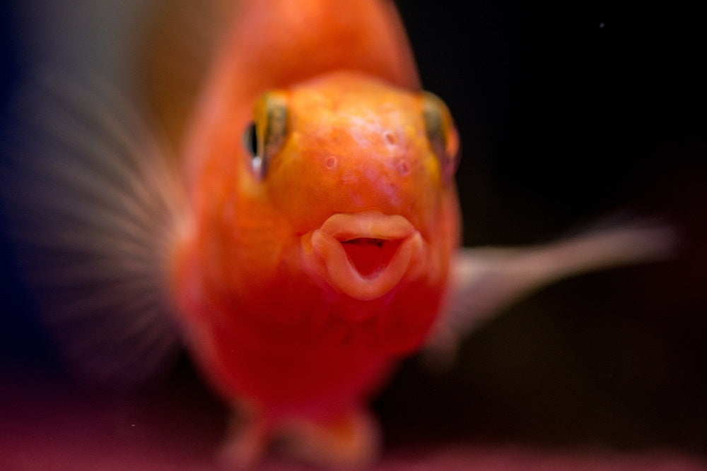 Blood Red Parrot Cichlid 2