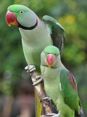 Asian Alexandrine Parrot