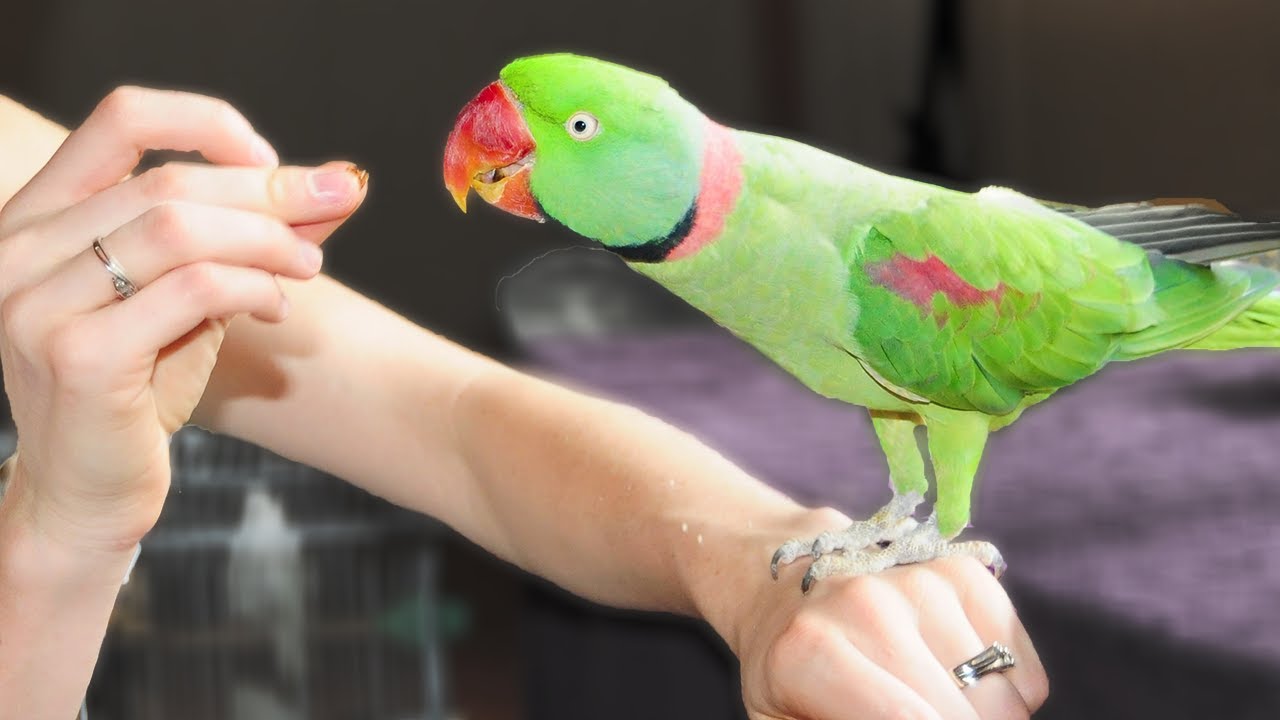 Colorful Alexandrine Parrot