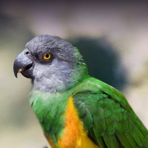 Senegal Parrot