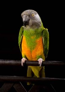 Senegal Parrot Care