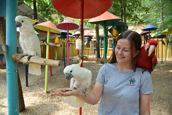 Tropical Birds at Parrot Mountain