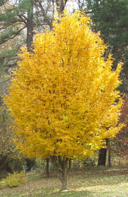 Parrotia persica tree