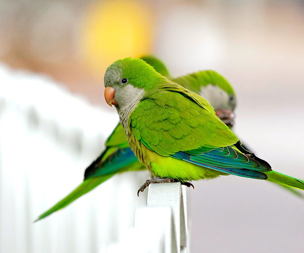 Quaker Parrot