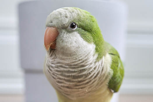 Happy Quaker Parrot