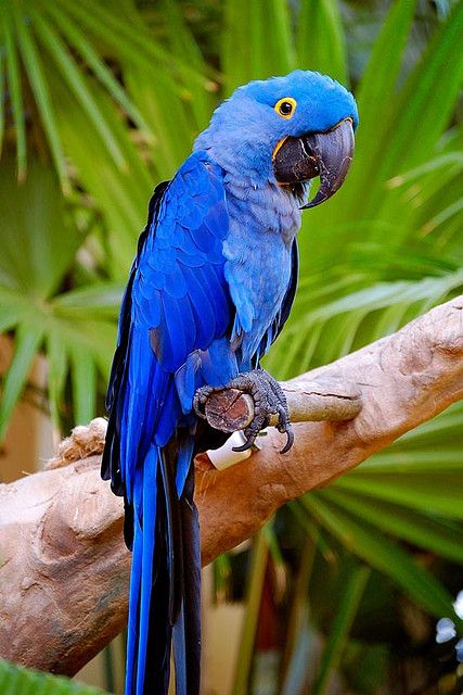 Vibrant Blue Parrot