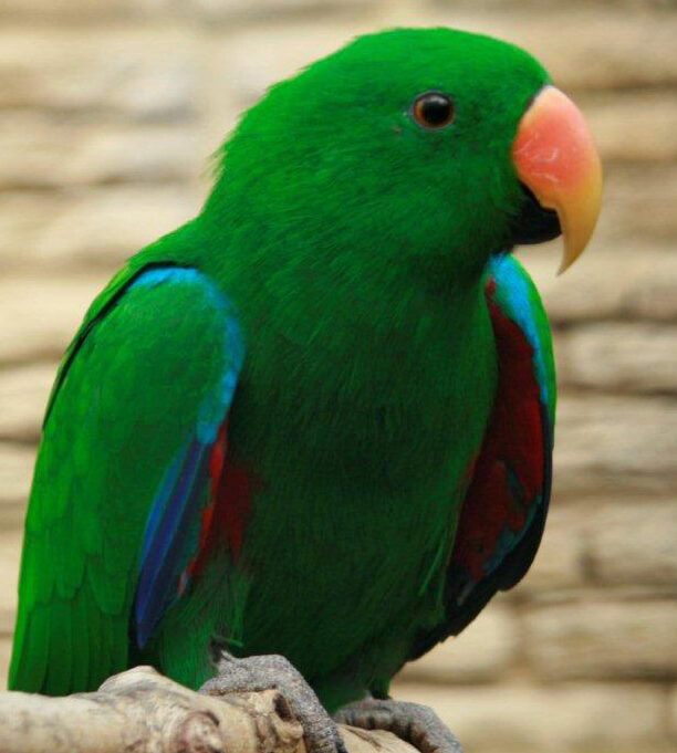 Colorful Eclectus Parrot