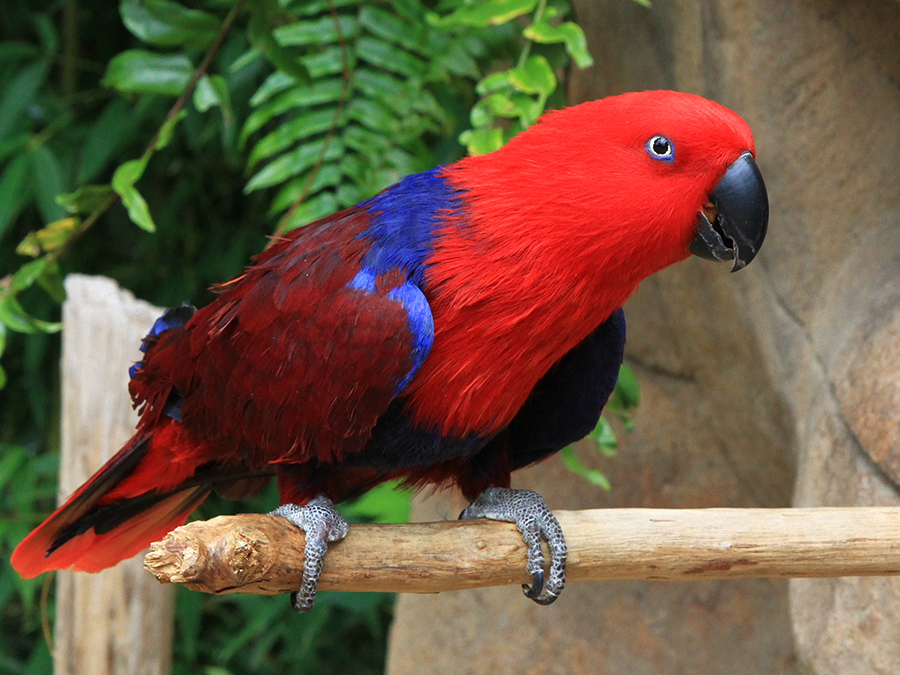 Eclectus Parrot on a branch