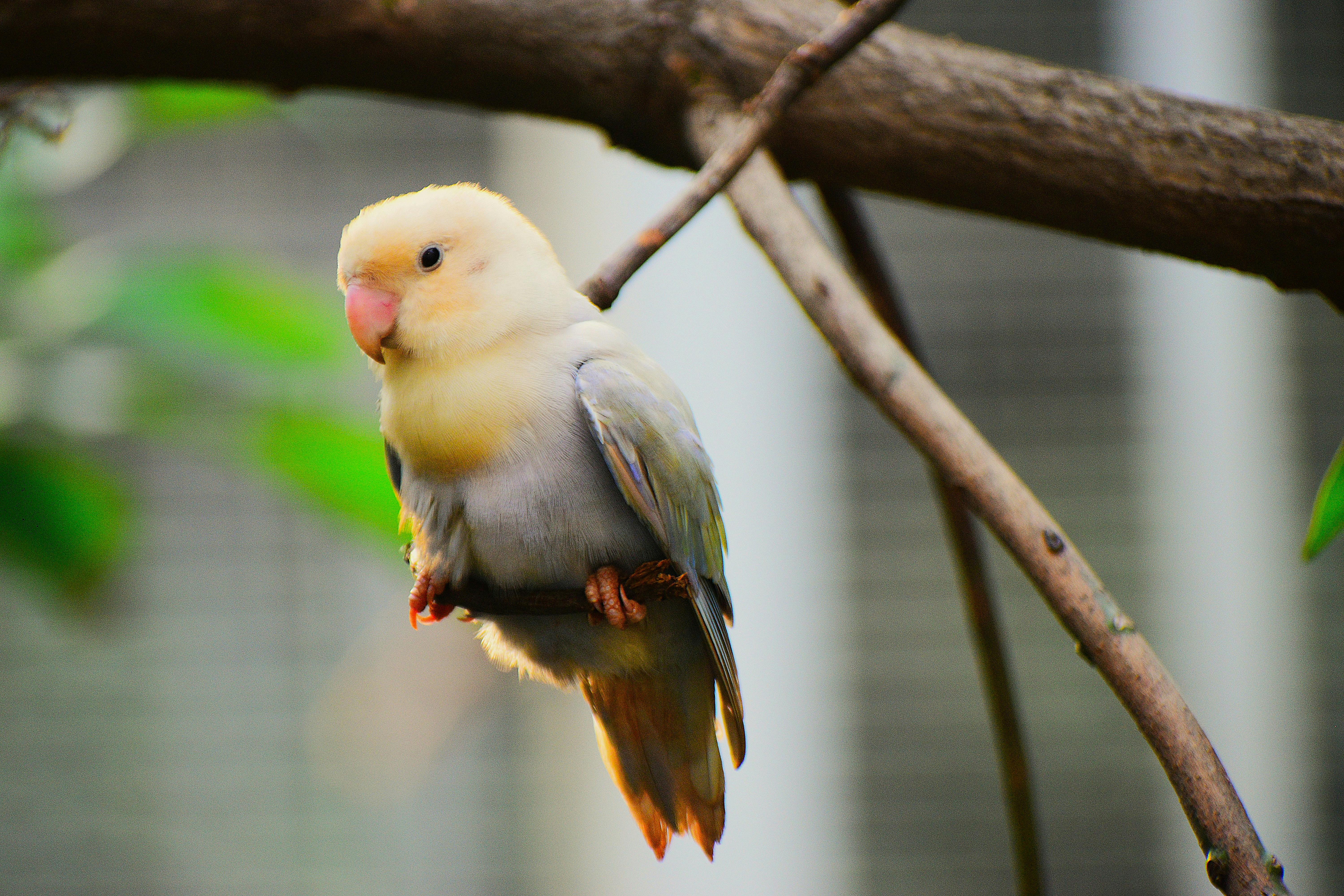 Ringneck Parrot 2