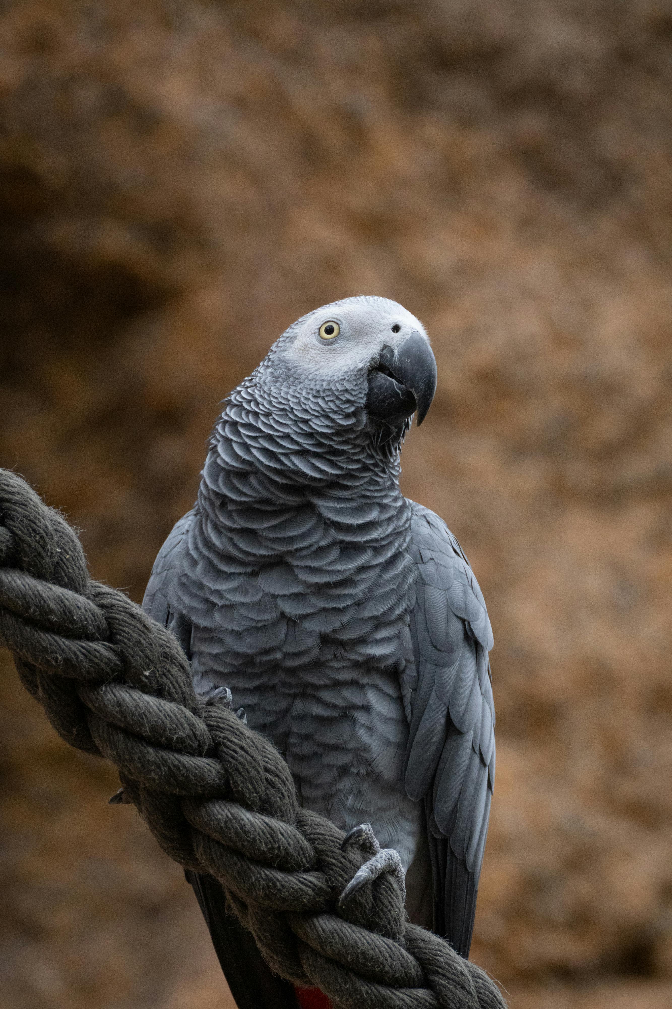 African Grey Parrot for Sale