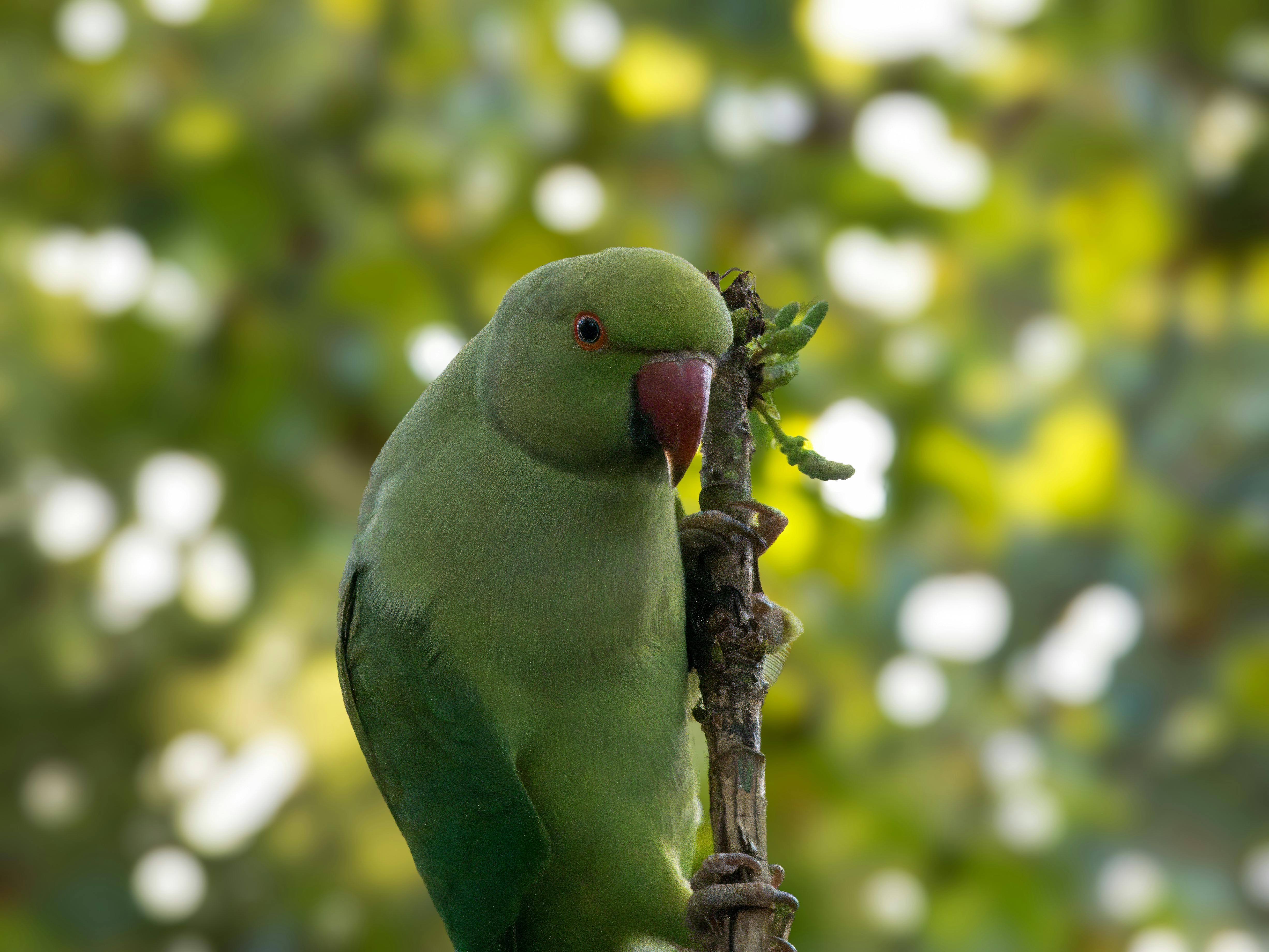 Indian Ringneck Parrot