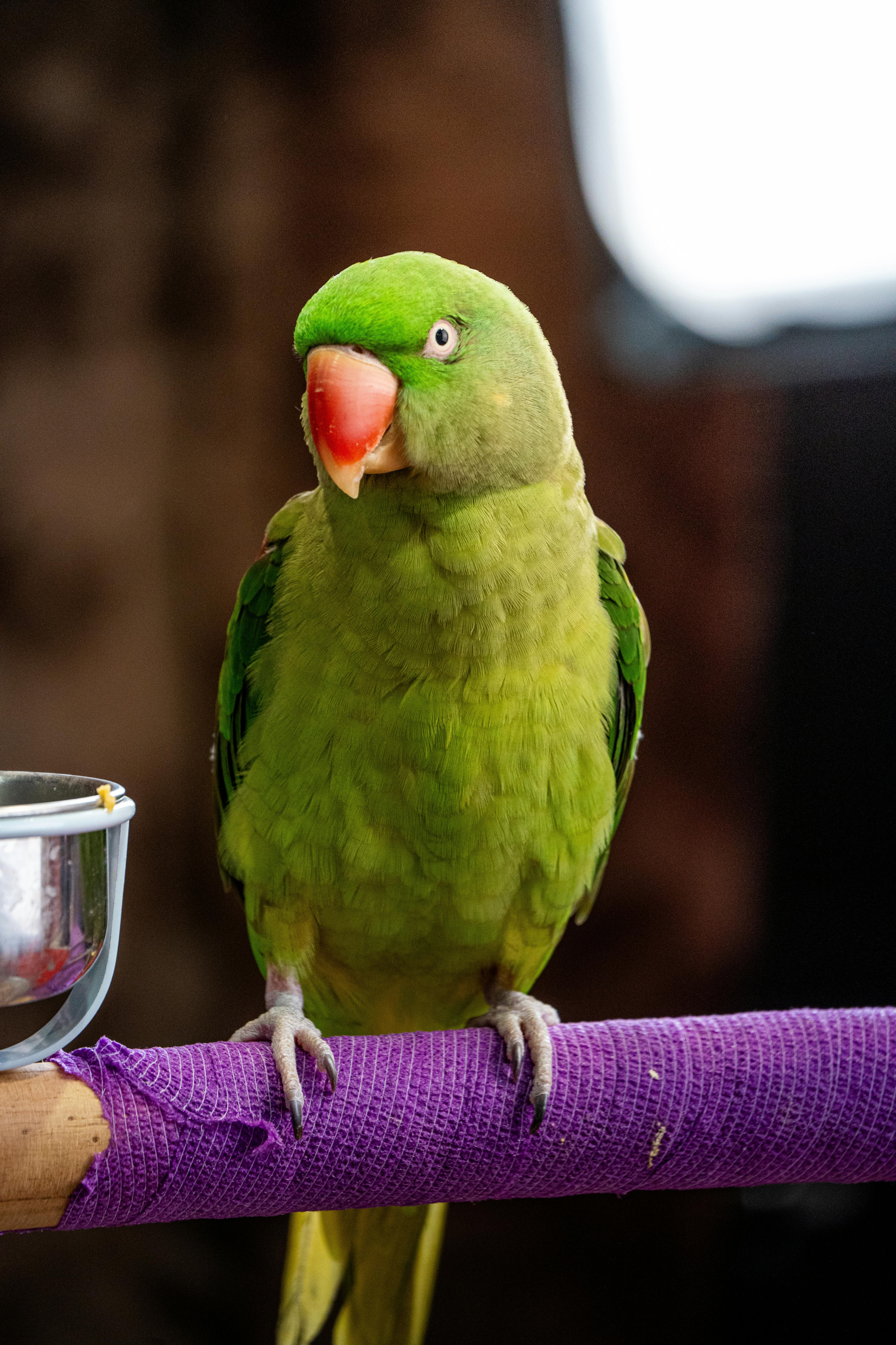 Indian Ringneck Diet