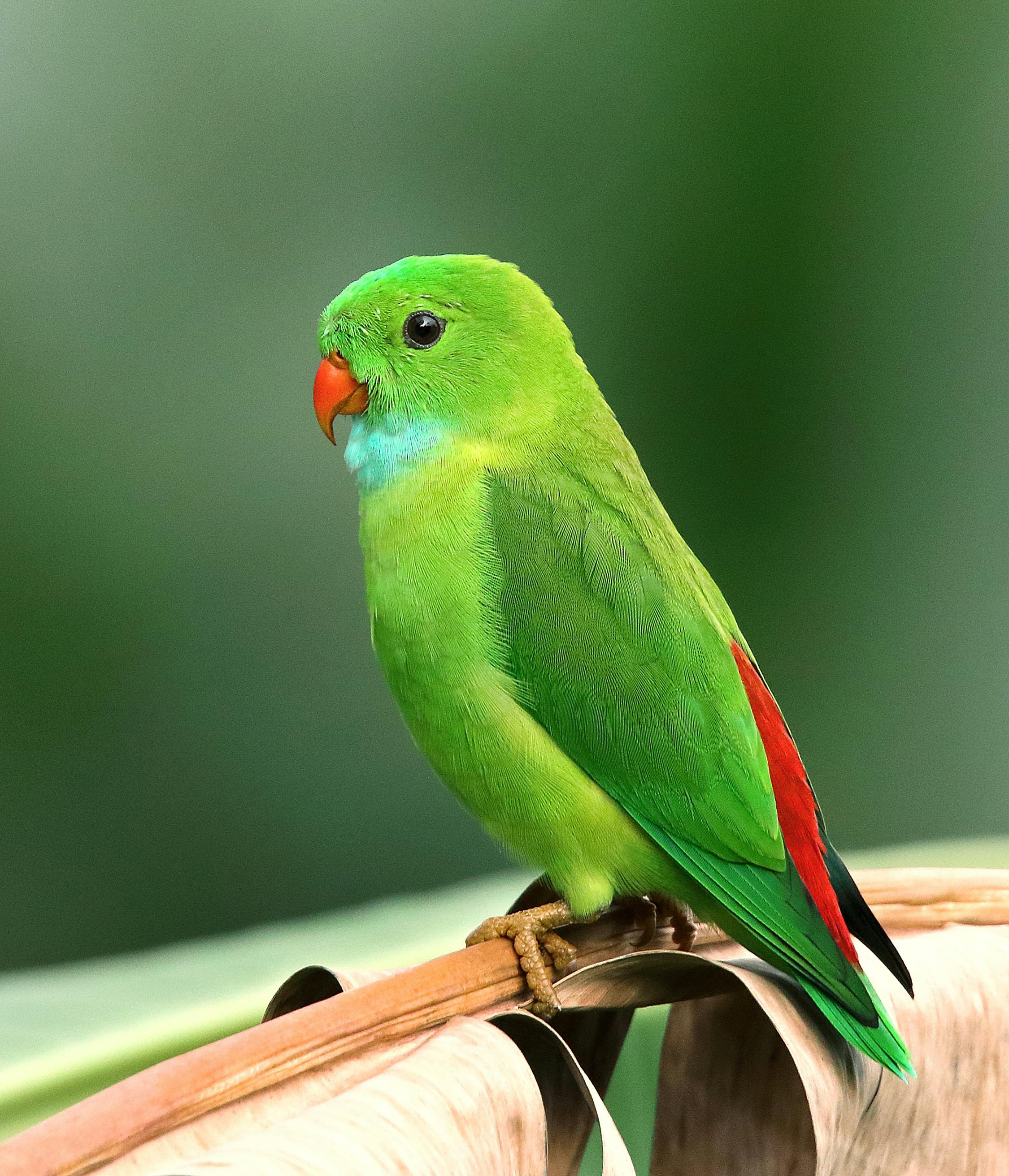 Kea Parrot in Its Habitat