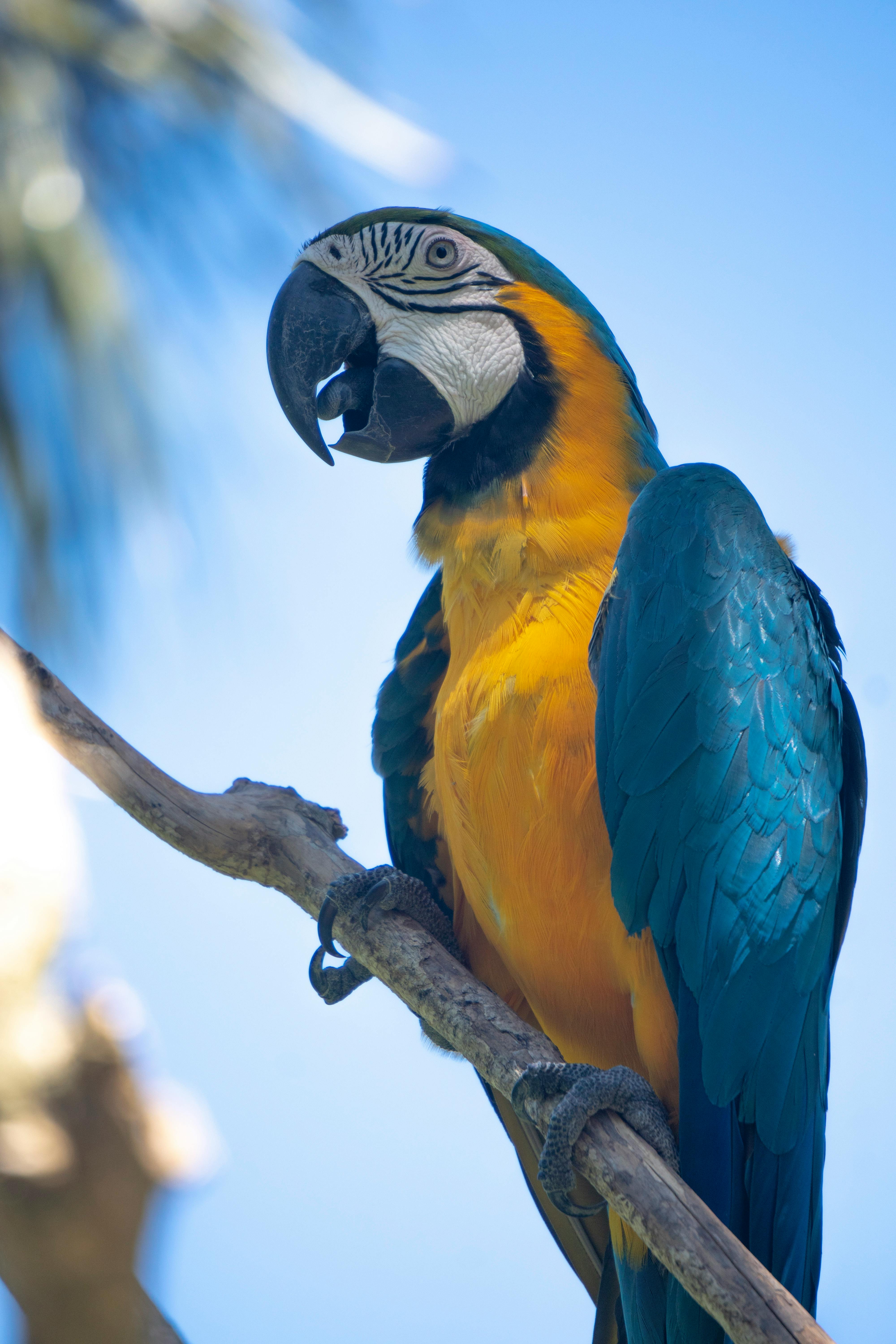 Pionus Parrot in Training