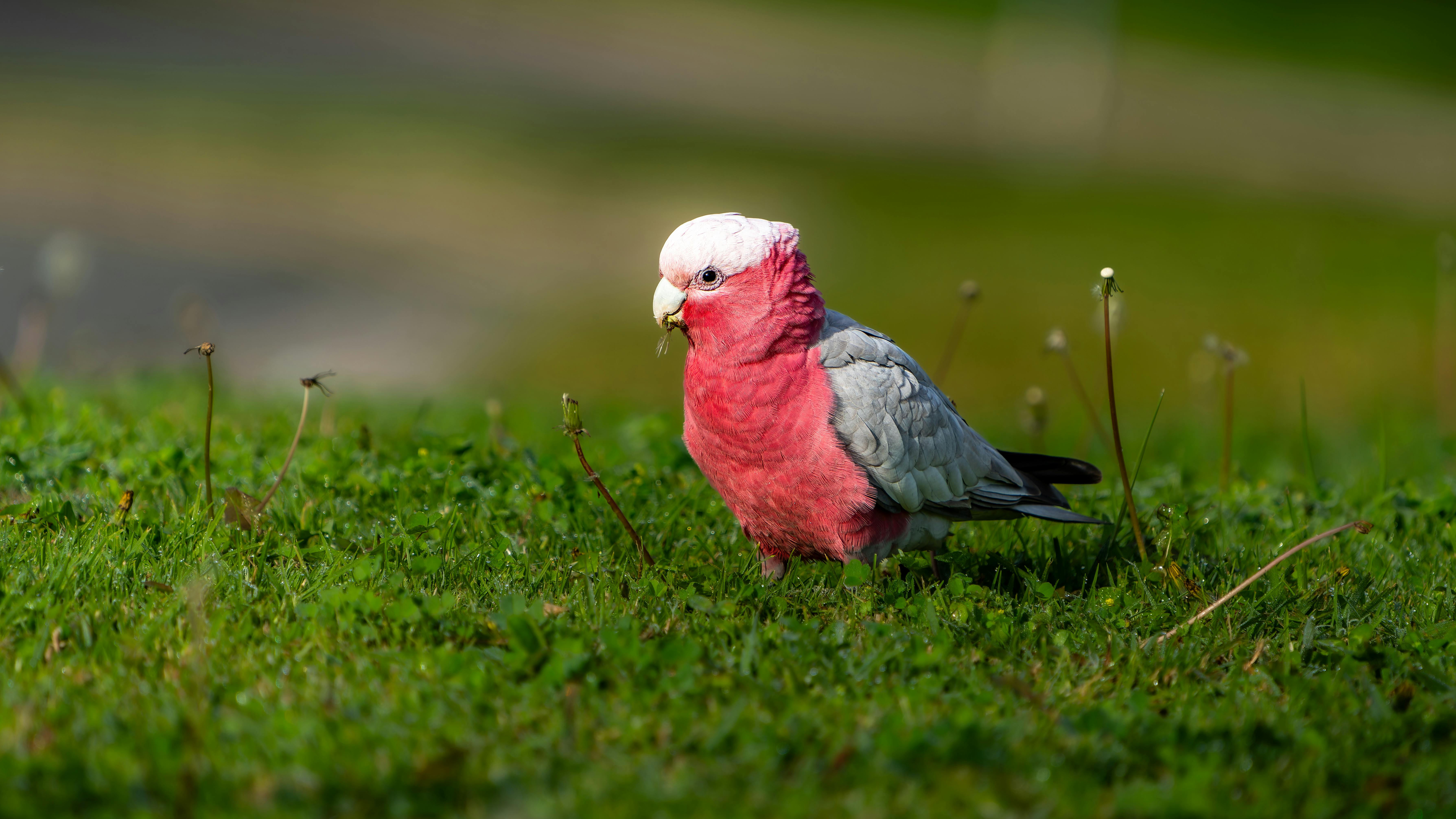 Healthy Grey Parrot