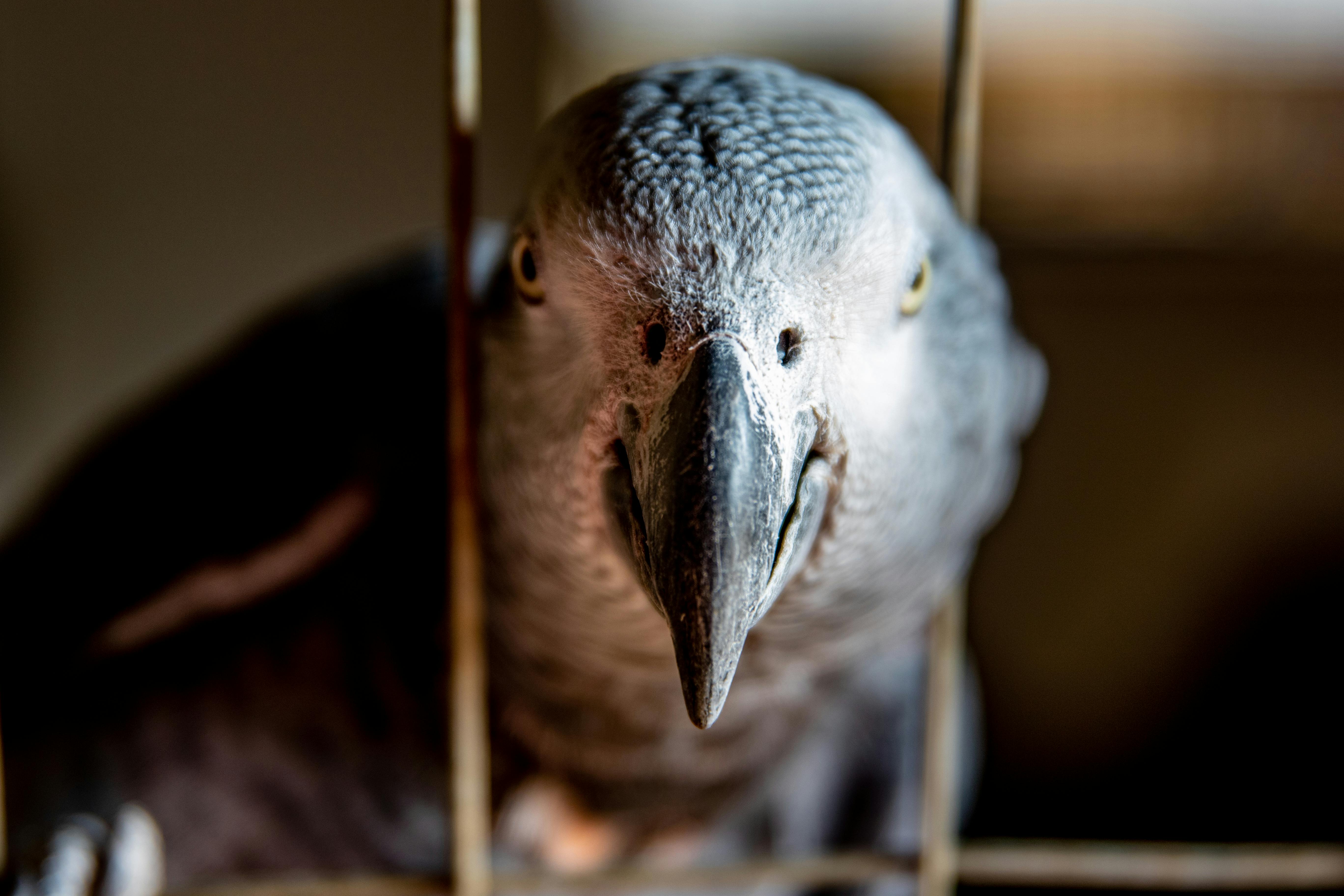 Caring for Grey Parrots