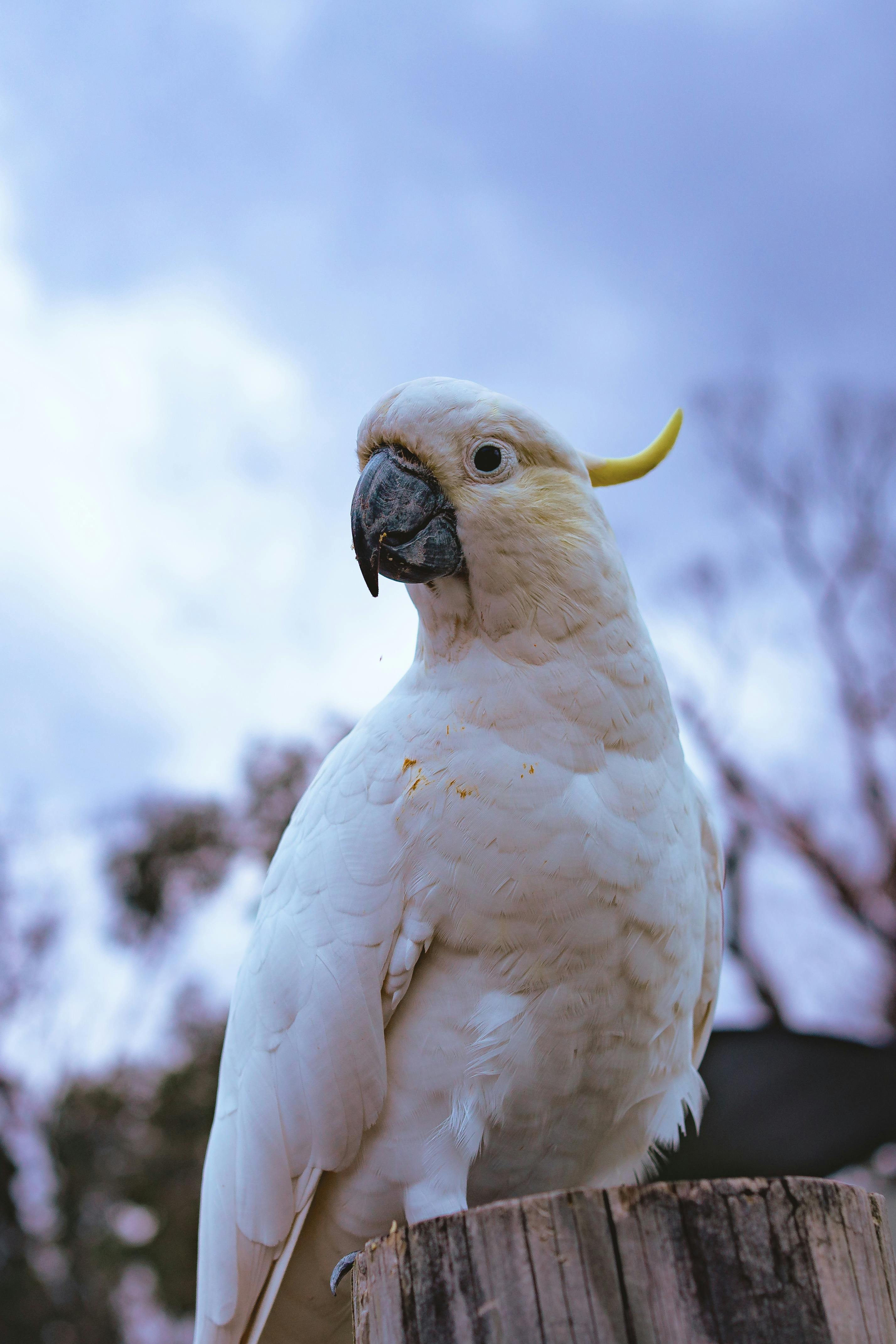 White Parrot