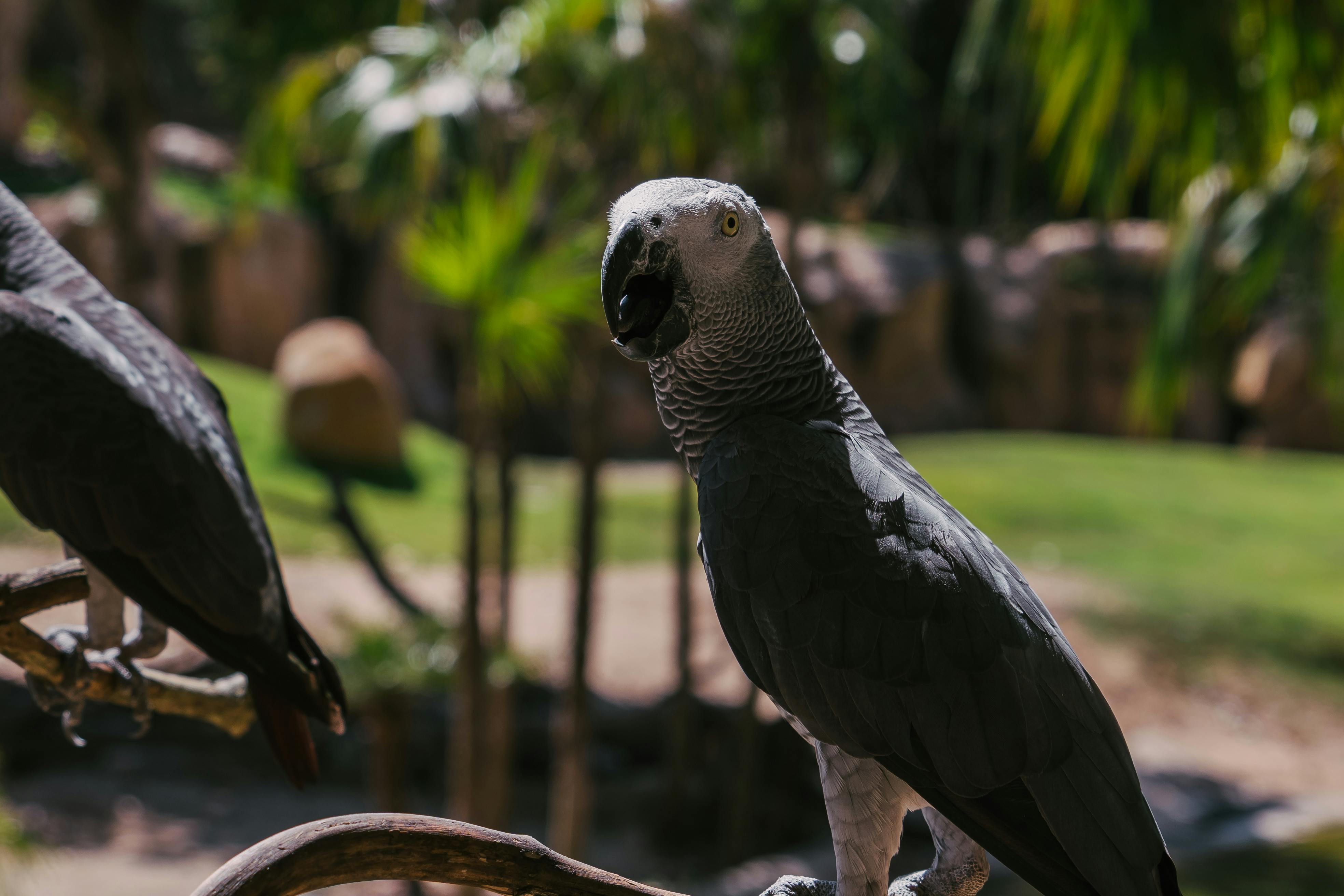 African Parrot