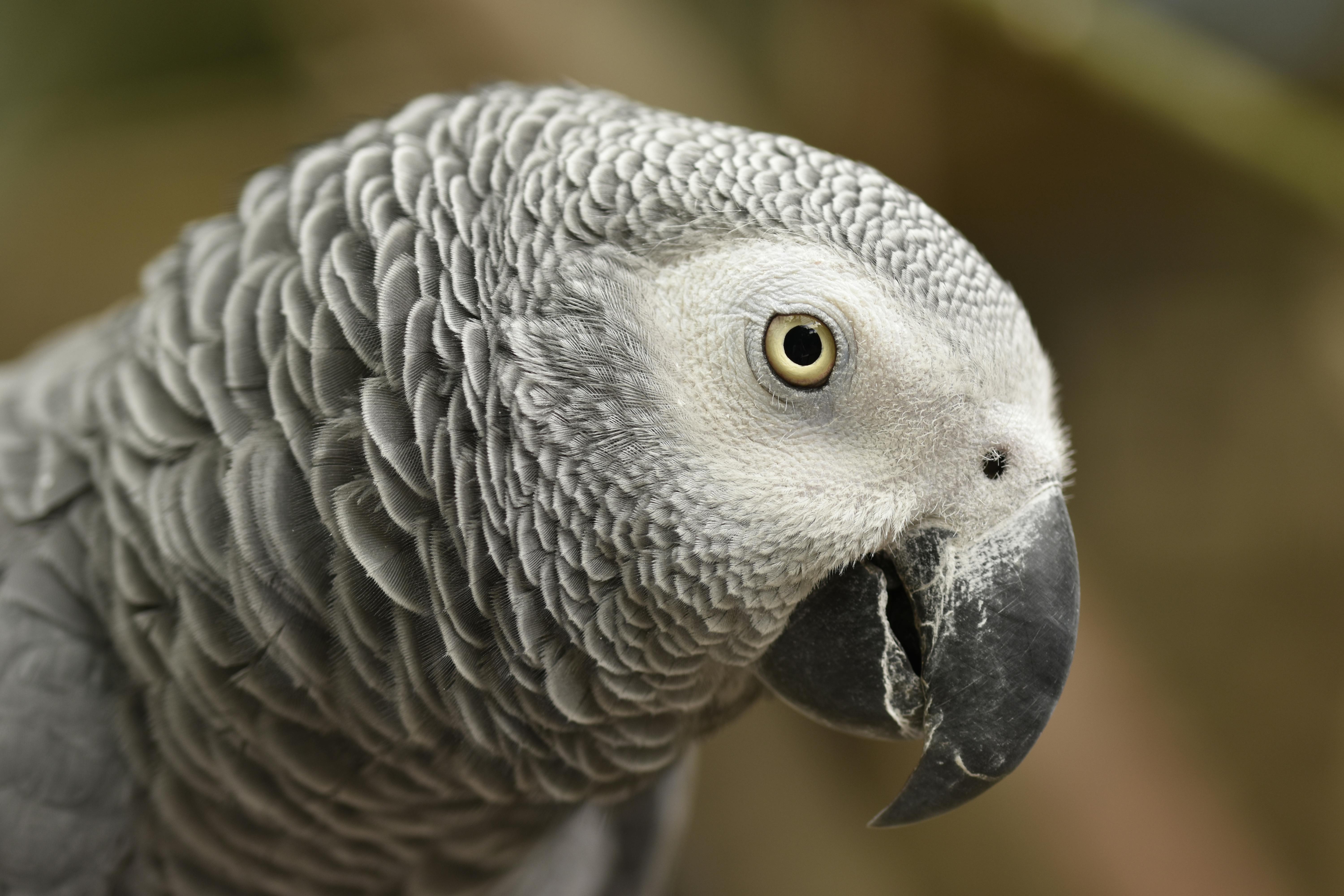 African Parrot Training