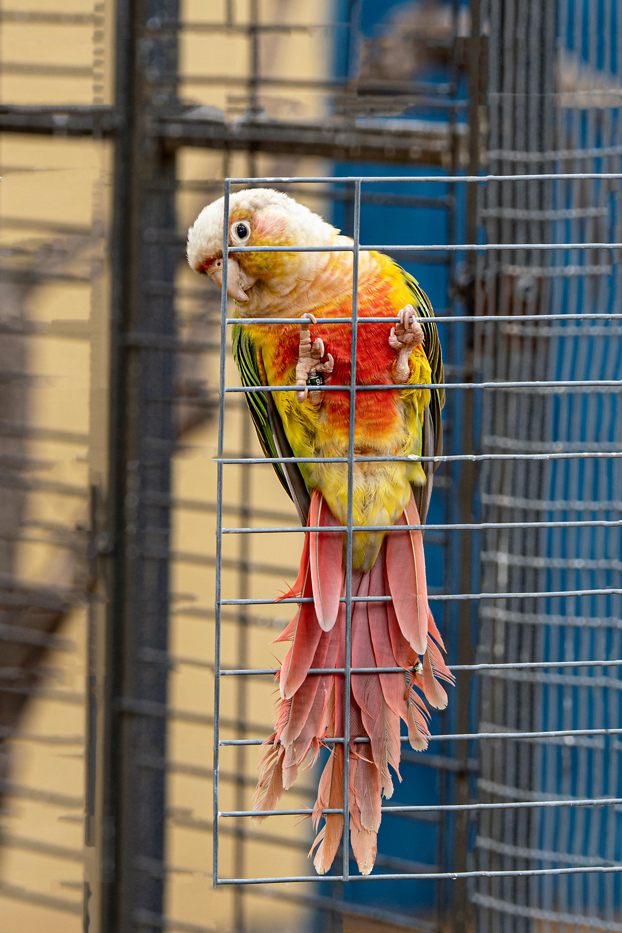 Conure Parrot