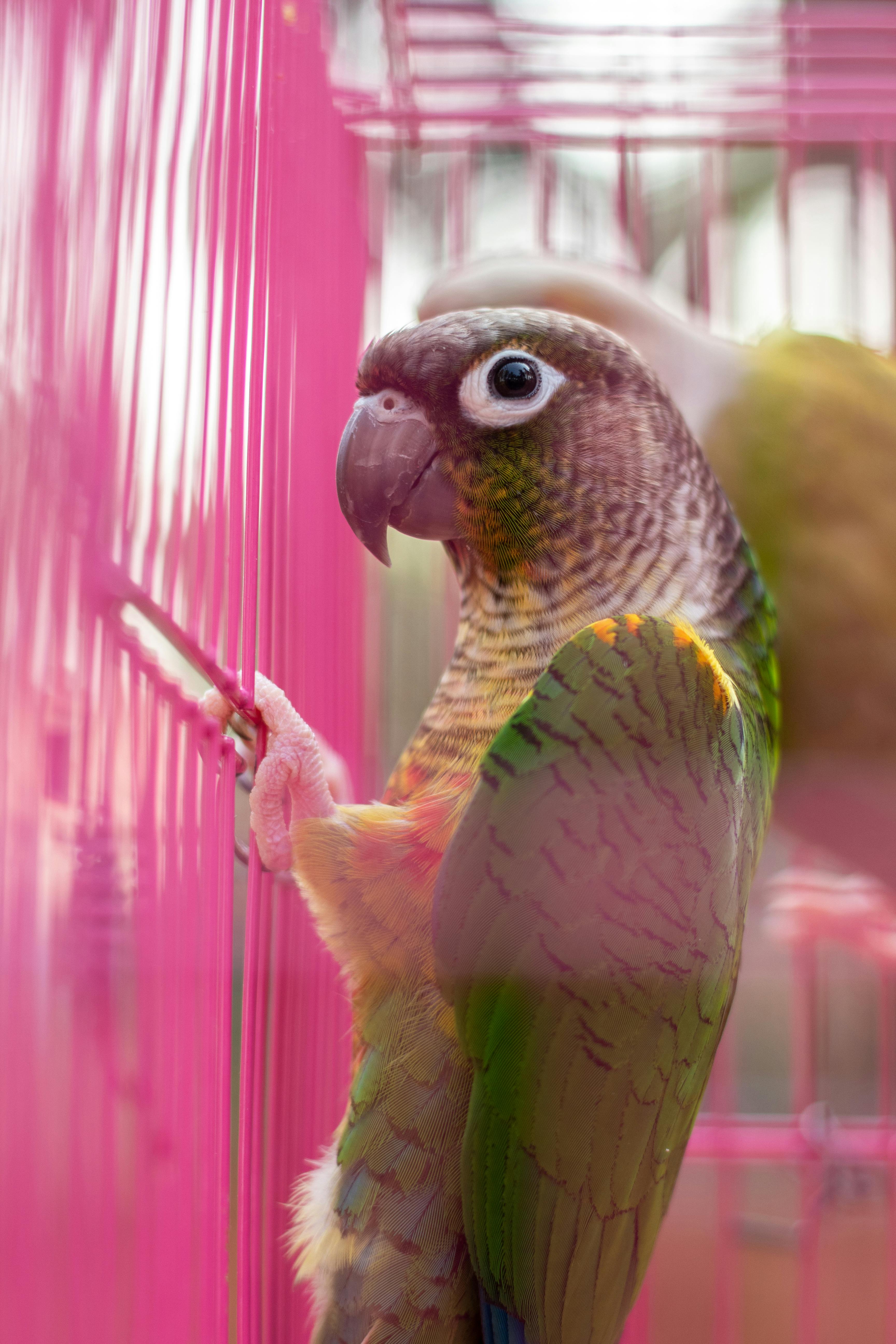 Cute Conure Parrot