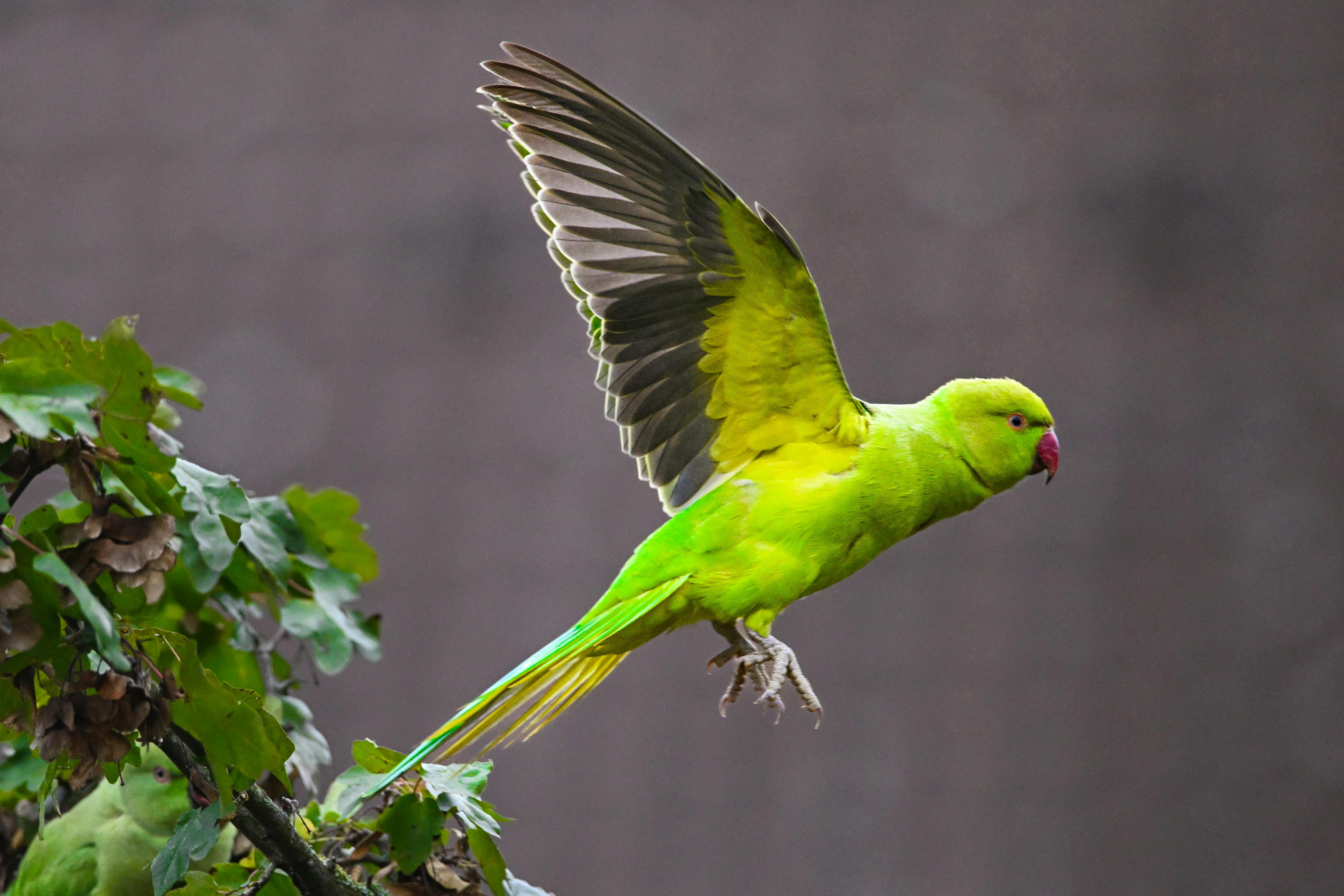 Ring Neck Parrot