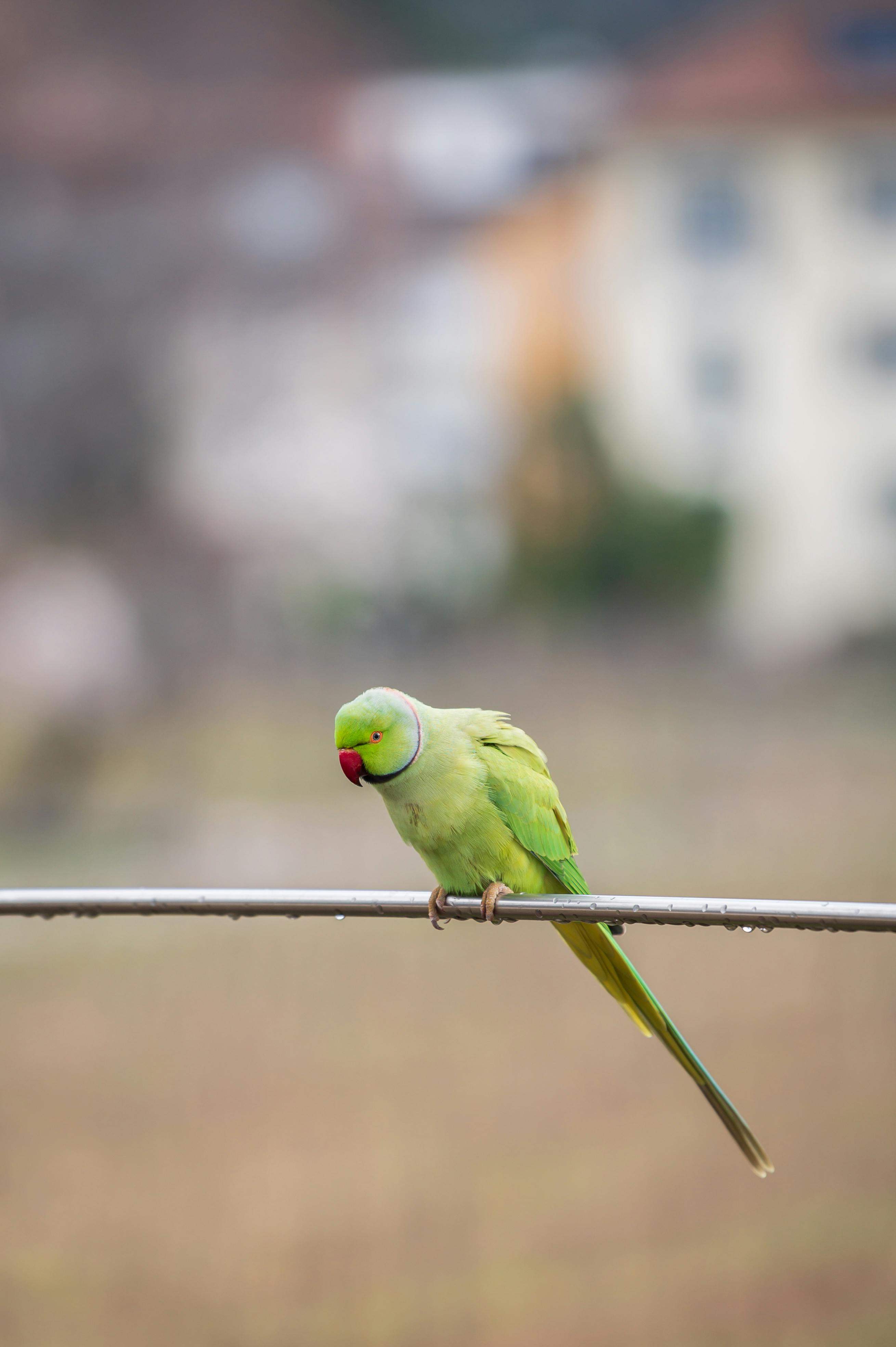 Ring Neck Parrot Care