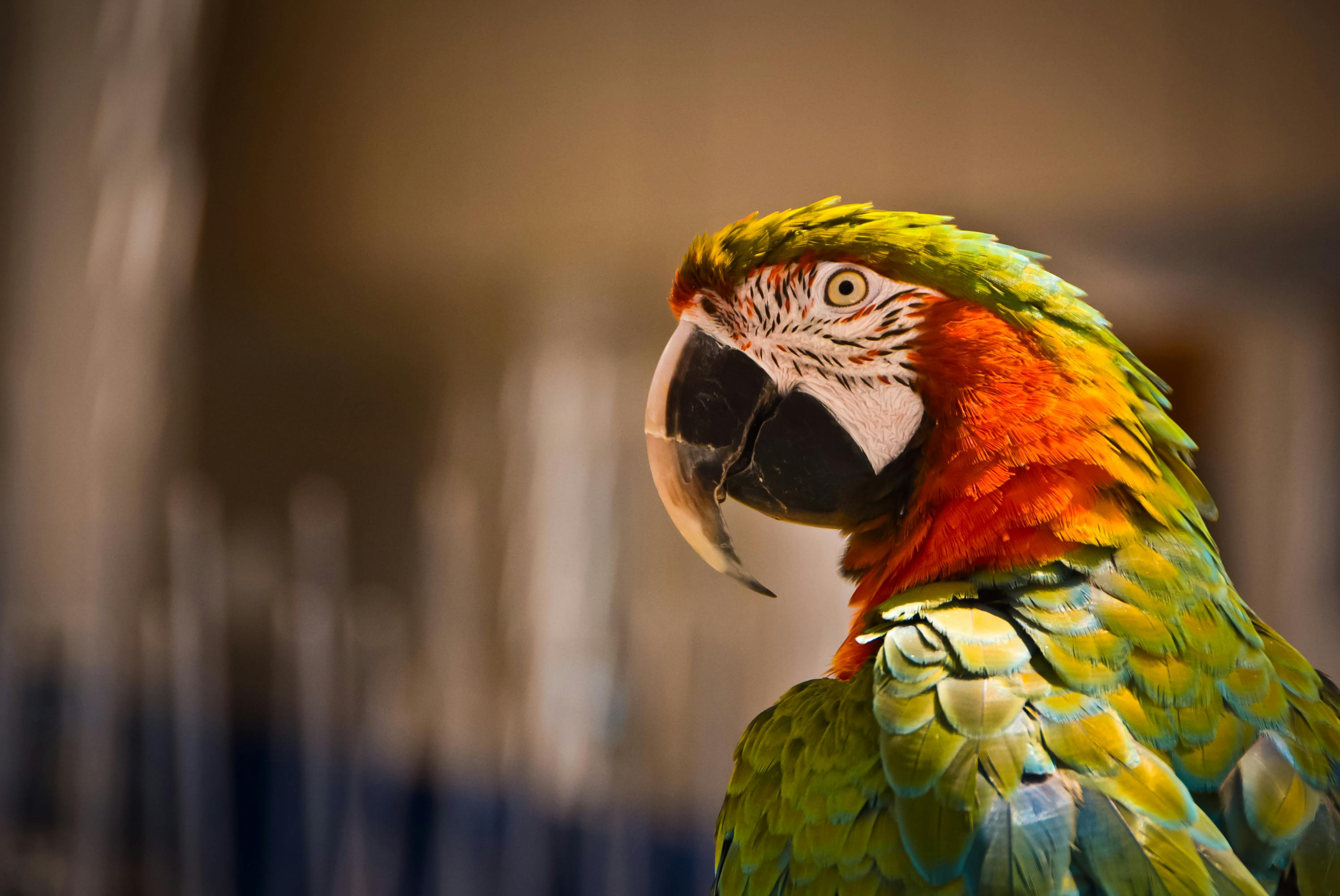 Ongoing Care Costs for Parrots