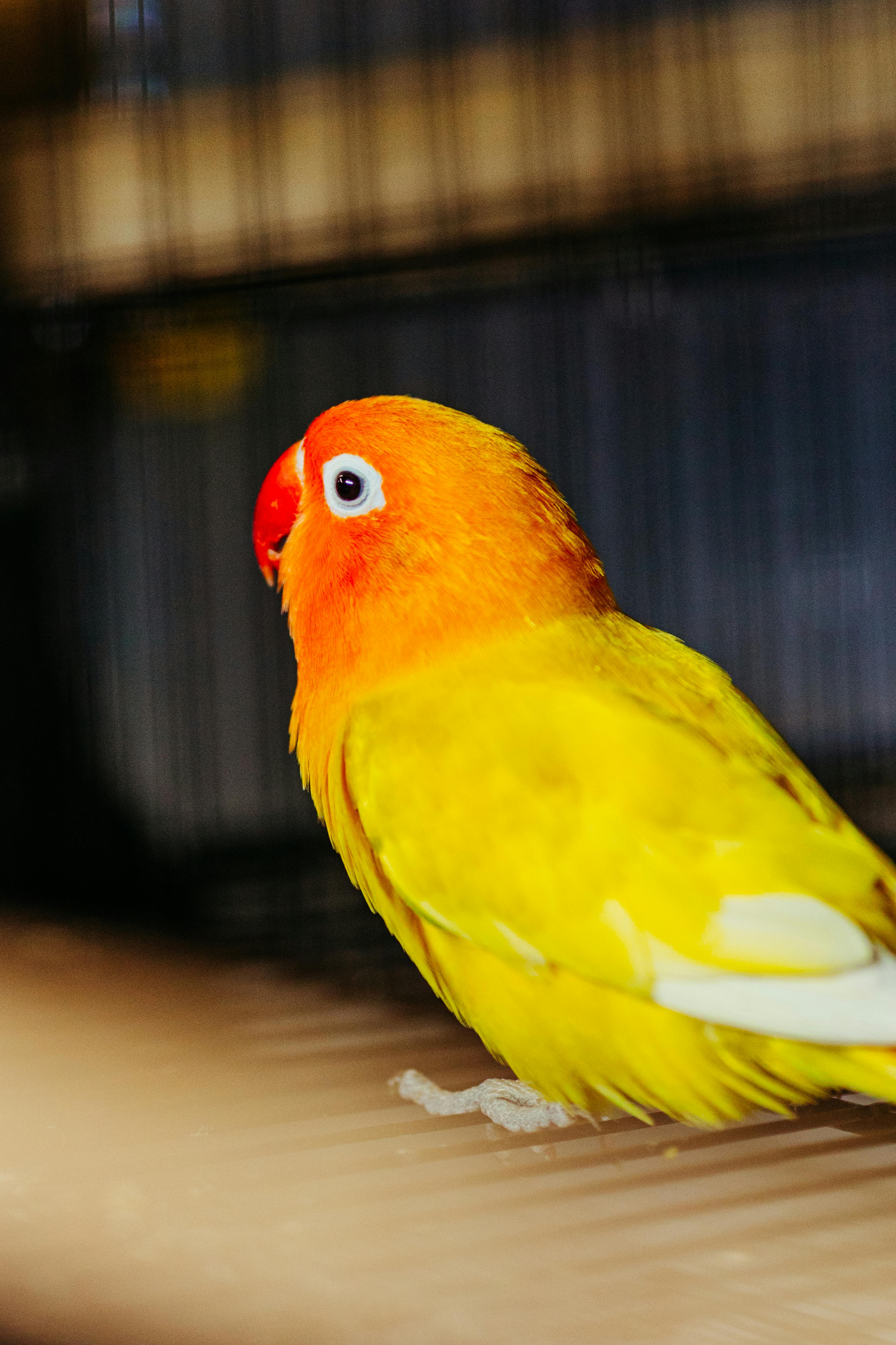 Pet Parrot in Cage